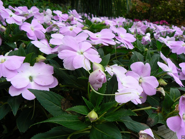 P1060005.jpg