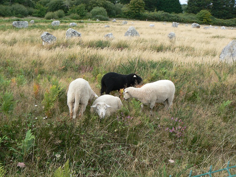 Francie_2009-08-10_67.jpg