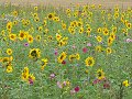 thn_Francie_2009-08-16_25.jpg