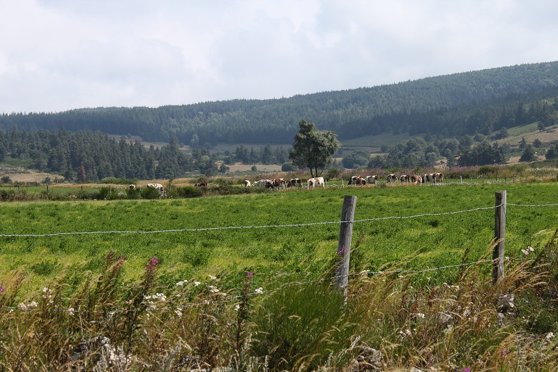 IMG_7755.jpg