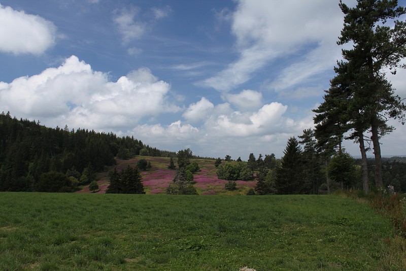 IMG_7766.jpg