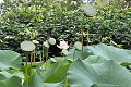thn_IMG_8186.jpg