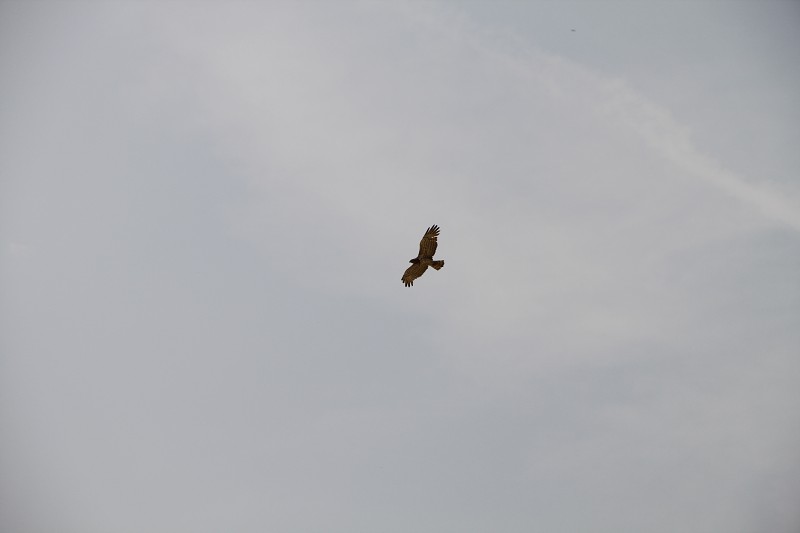 IMG_2245.jpg