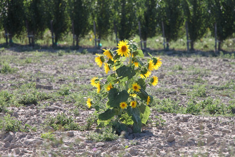 IMG_5522.jpg