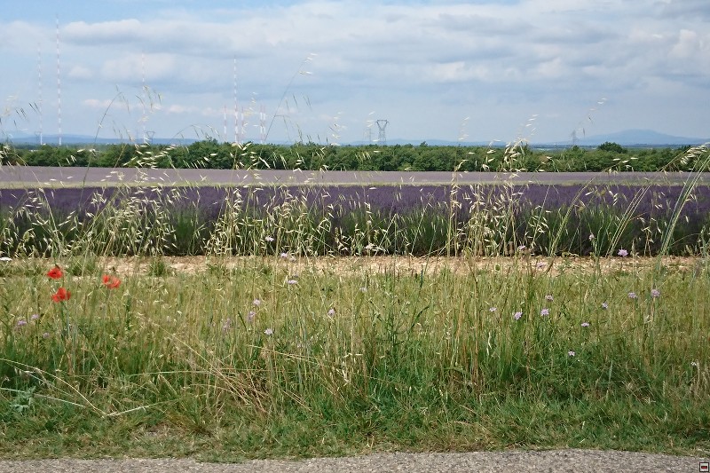 DSC_2847.jpg