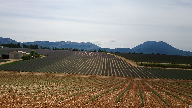 DSC_2852.jpg