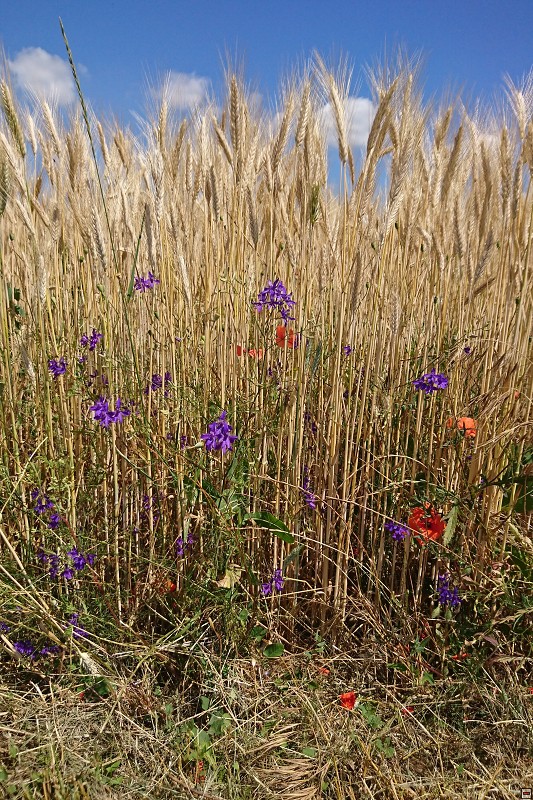 DSC_2978.jpg