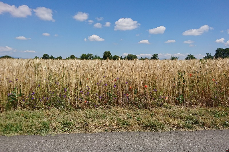 DSC_2979.jpg