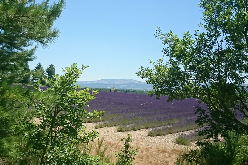 DSC_3441.jpg