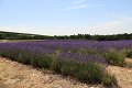 thn_IMG_1547.jpg