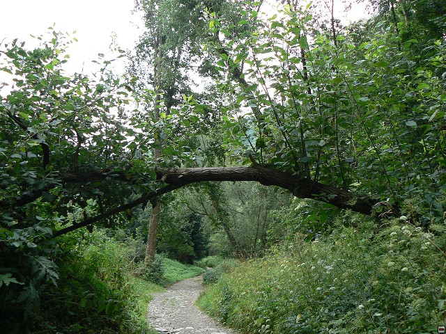 Jeseniky_08-08-05_02.jpg