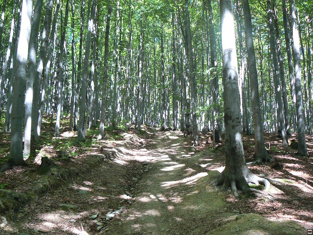 Jeseniky_08-08-07_01.jpg