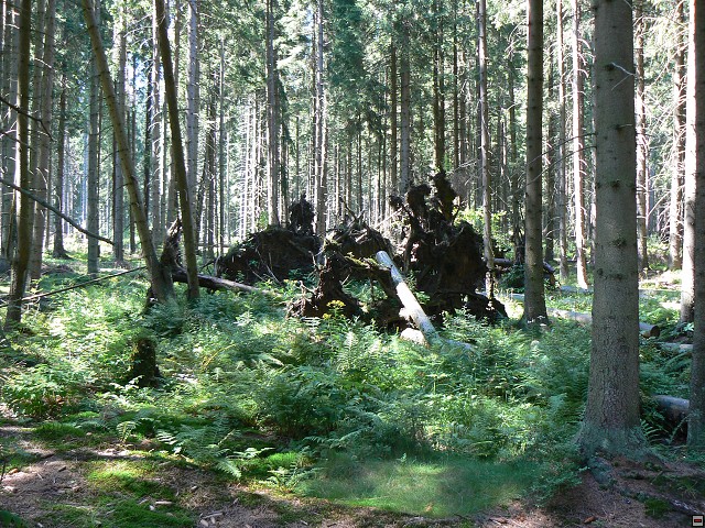Jeseniky_08-08-12_14.jpg