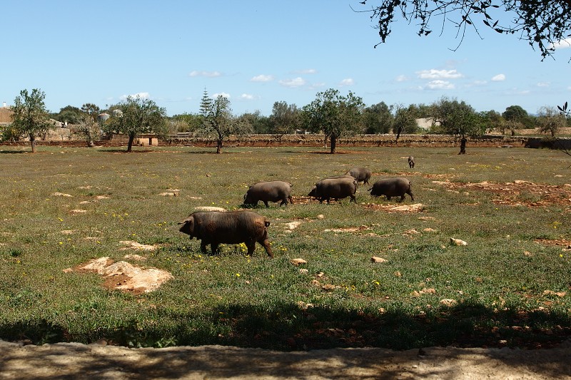 P4090026.jpg