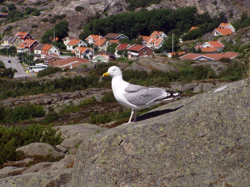 P7162944.jpg