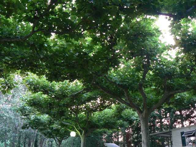 P1030067.jpg