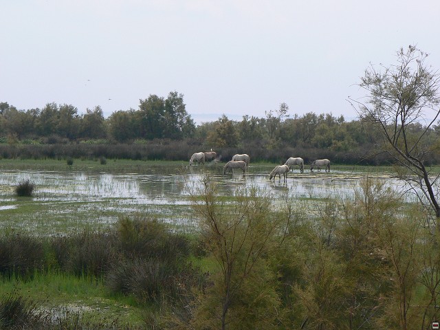 P1030236.jpg