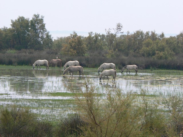 P1030237.jpg