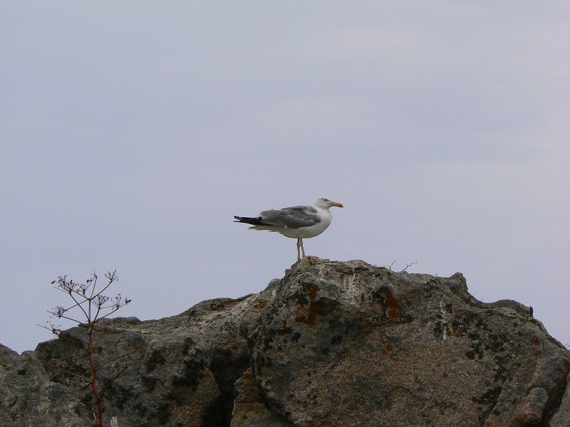 P1000231.jpg
