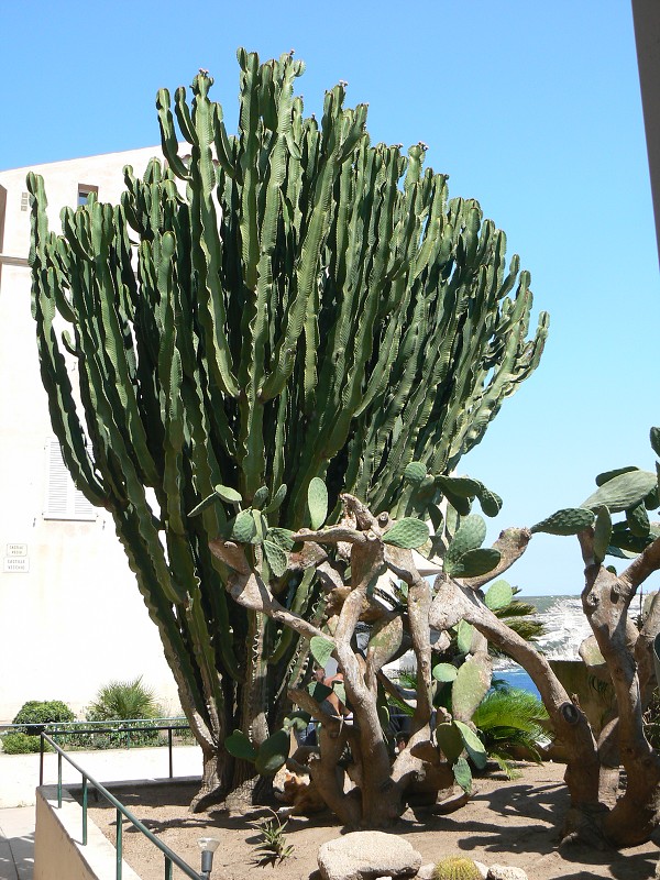 P1000412.jpg