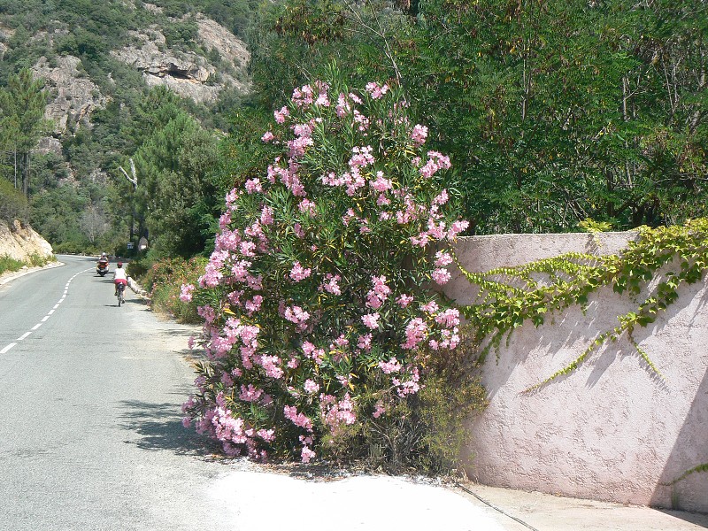 P1000464.jpg