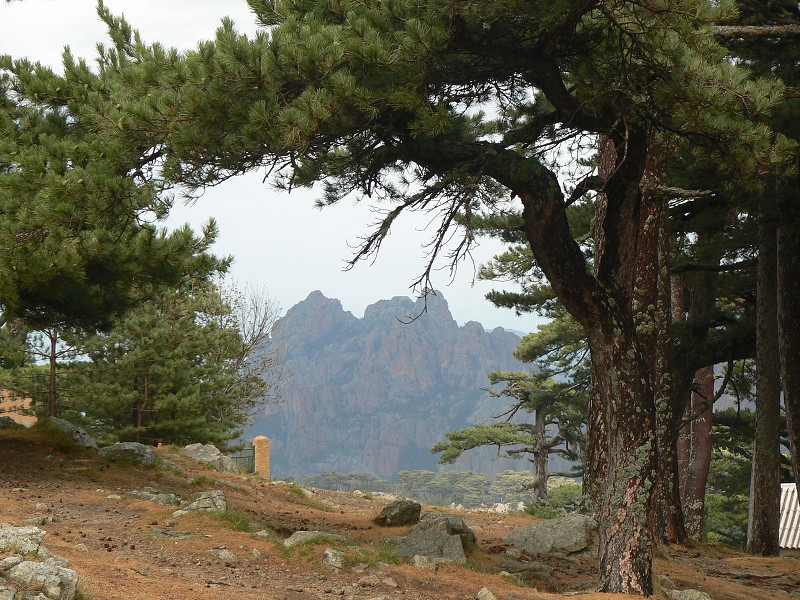 P1000529.jpg