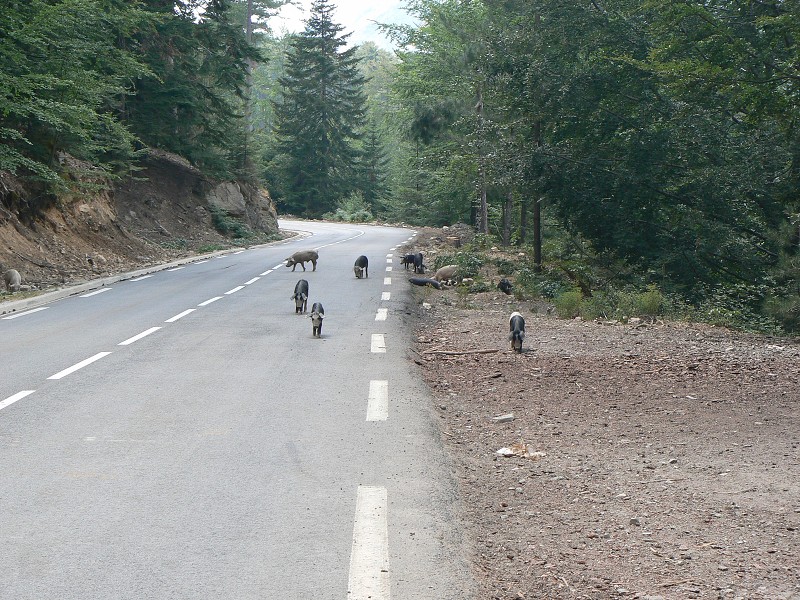 P1000686.jpg