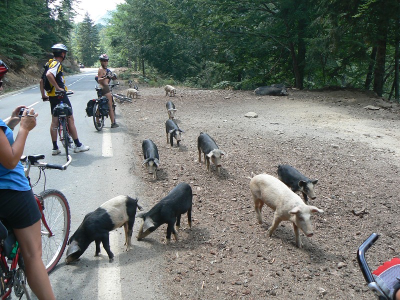 P1000687.jpg