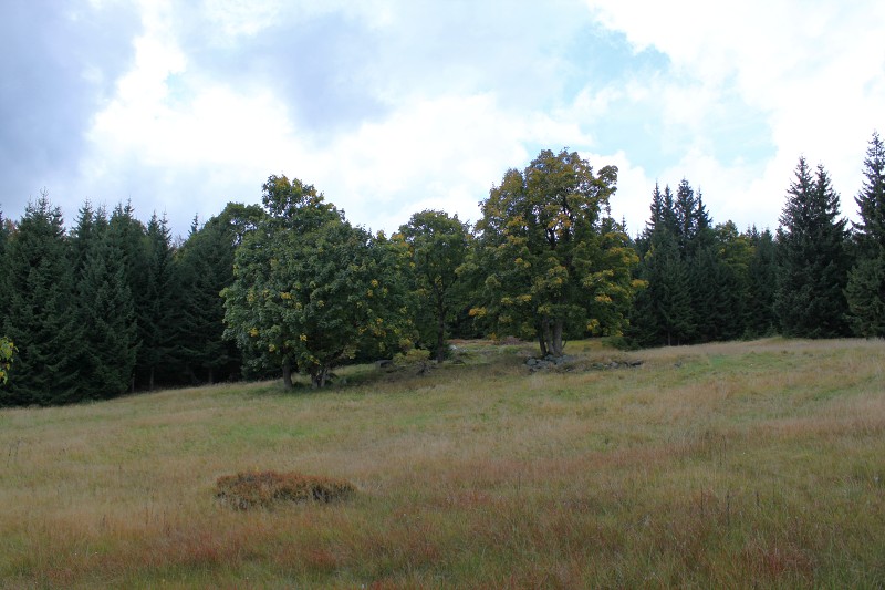 IMG_9952.jpg