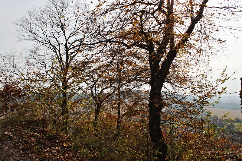 IMG_4963_.jpg