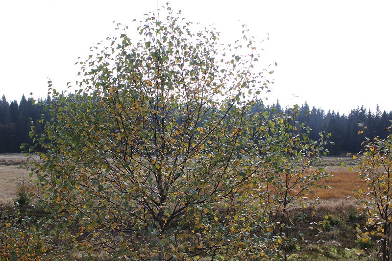 IMG_4673.jpg
