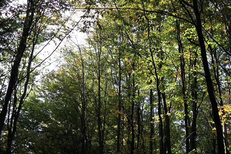 IMG_4857.jpg
